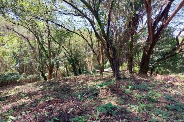 trees and shade on lote 35 land for sale samara guanacaste costa rica