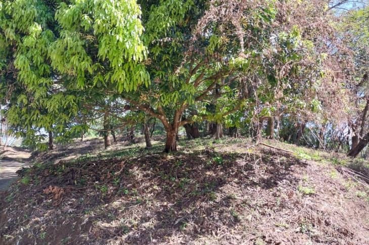 mango trees on lote 35 land for sale samara guanacaste costa rica