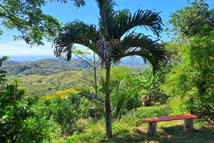 palm tree at Moutain Lodge vista Mar hotel for sale samara costa rica