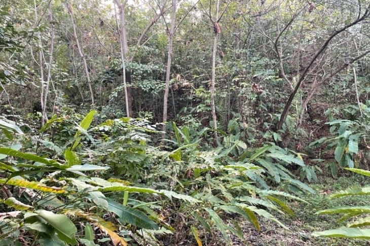 Jungle and Forest in Finca Colina Teca for sale Samara Costa Rica