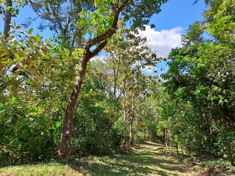 Nature trail at Lotes Pura Natura, land for sale at Naranjal, Samara, Guanacaste, Costa Rica