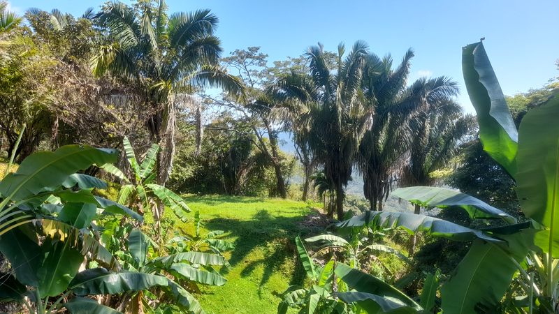 Tropical garden ready on Lote Vista Tranquila, land for sale in Carillo Beach, Guanacaste, Costa Rica