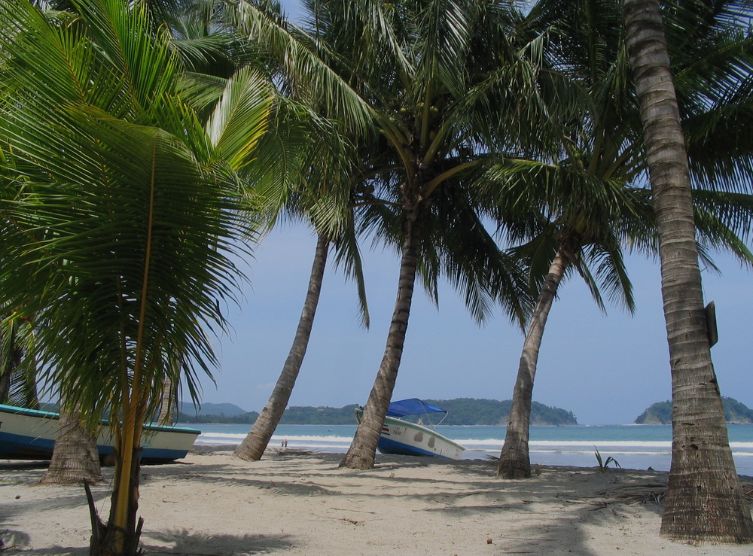 Coconut trees on the beach at Samara, Costa rica
