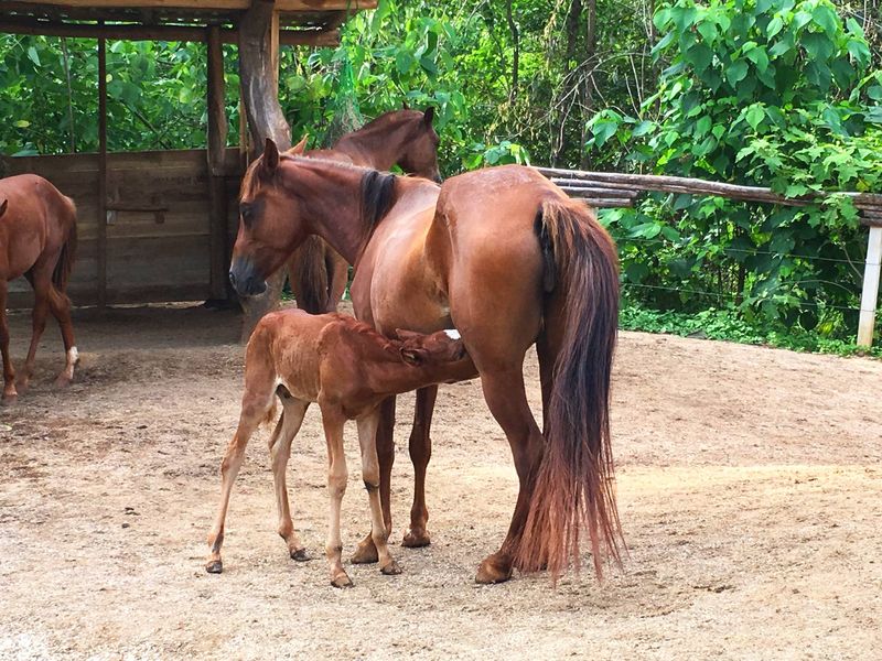 Horse with is foal at Lotes Pura Natura, land for sale at Naranjal, Samara, Guanacaste, Costa Rica