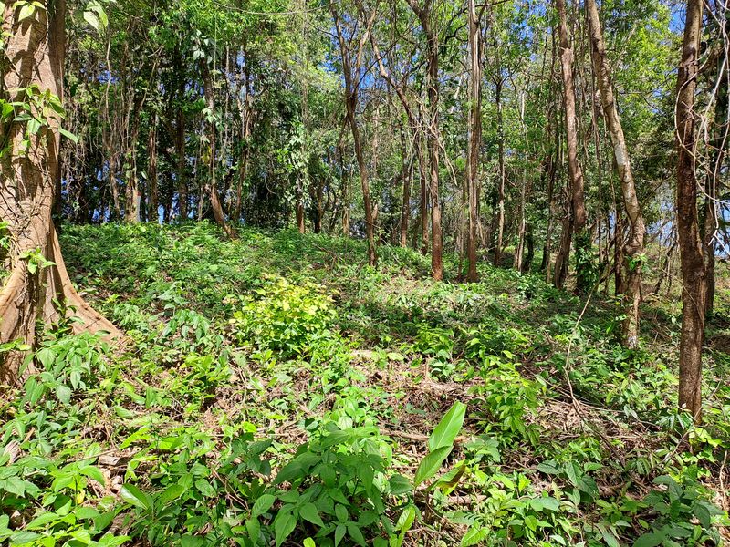 Jungle view at Lotes Mirador, land for sale at Naranjal, Samara, Guanacaste, Costa rica