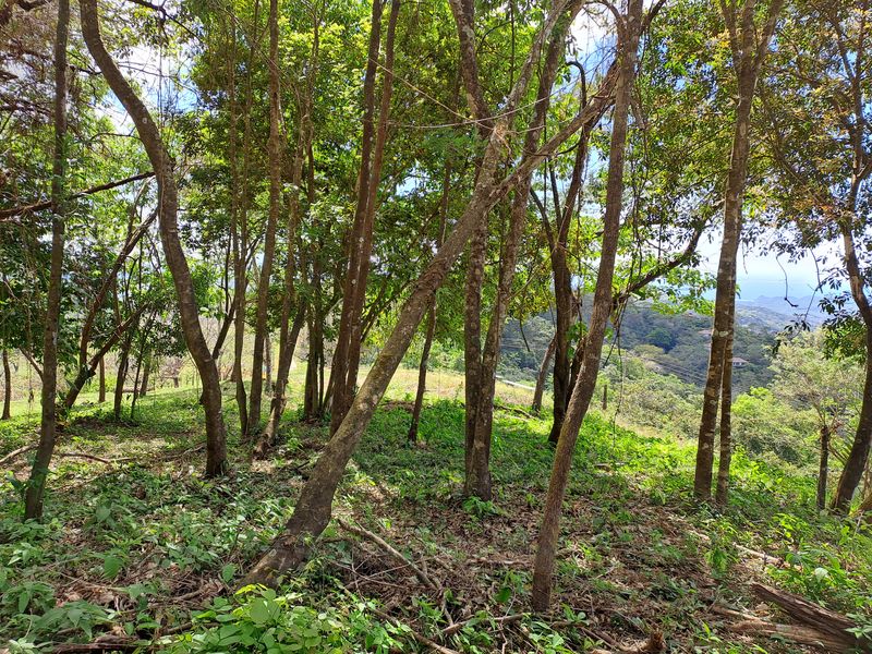 Different spicies of trees at Lotes Mirador, land for sale at Naranjal, Samara, Guanacaste, Costa rica