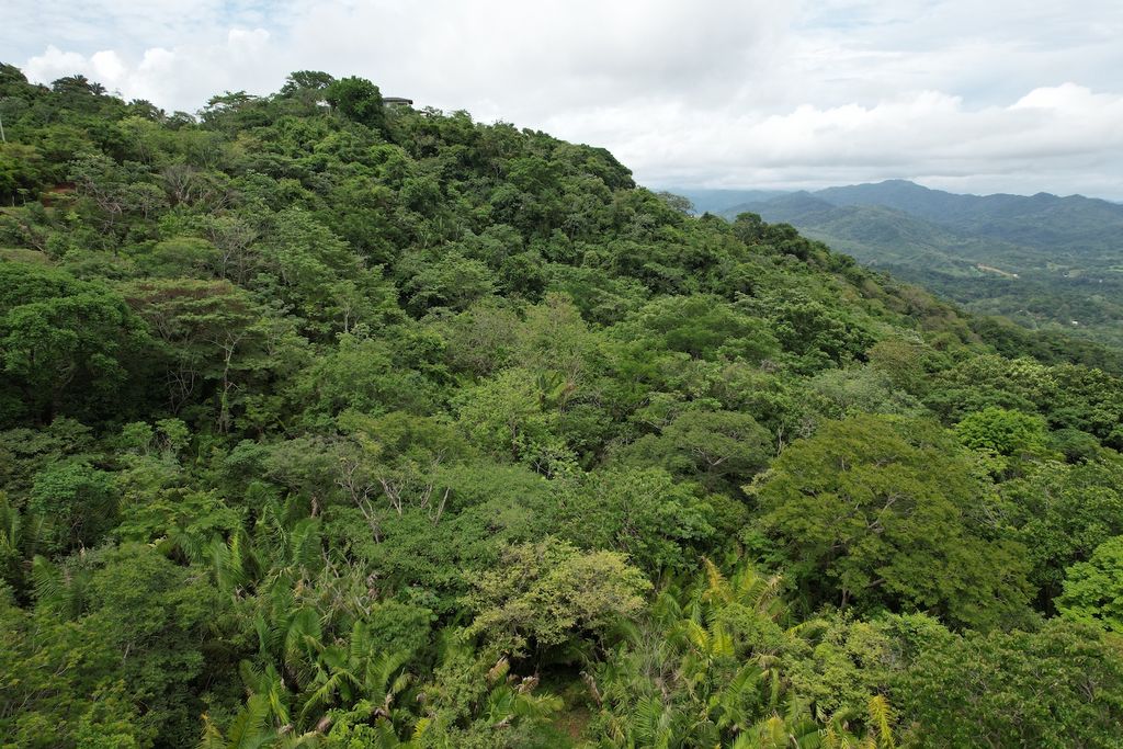jungle view from lots Paraiso, land for sale at Boca del Toro, Carrillo Beach, Guanacaste, Costa Rica