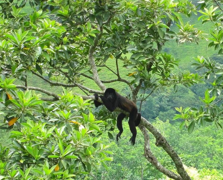 Howler monkey at Lotes Pura Natura land for sale at Naranjal, Samara, Guanacaste, Costa Rica
