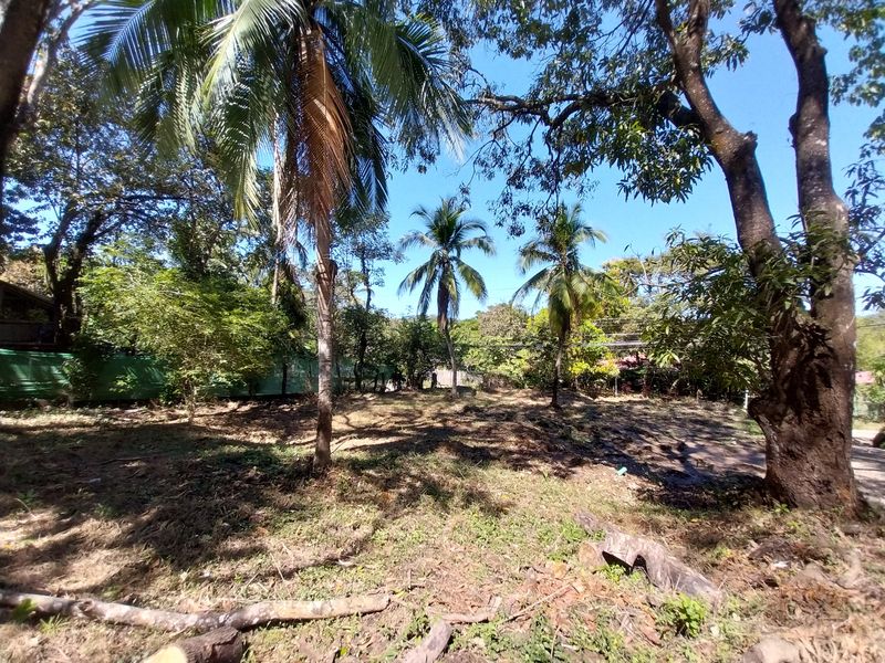 Coco and Mango trees on Lot Flo, land for sale at Samara, Guanacaste, Costa Rica