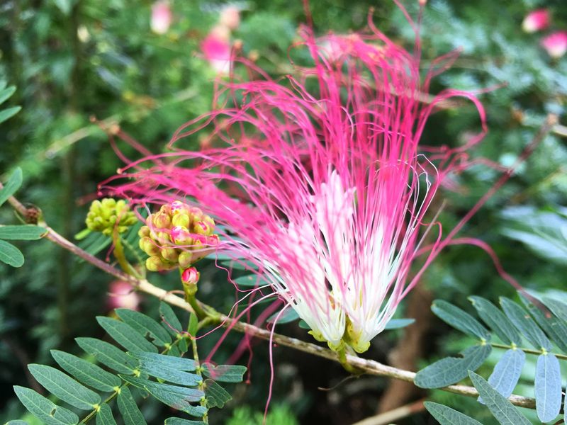 Pink plants at Lotes Pura Natura land for sale at Naranjal, Samara, Guanacaste, Costa Rica