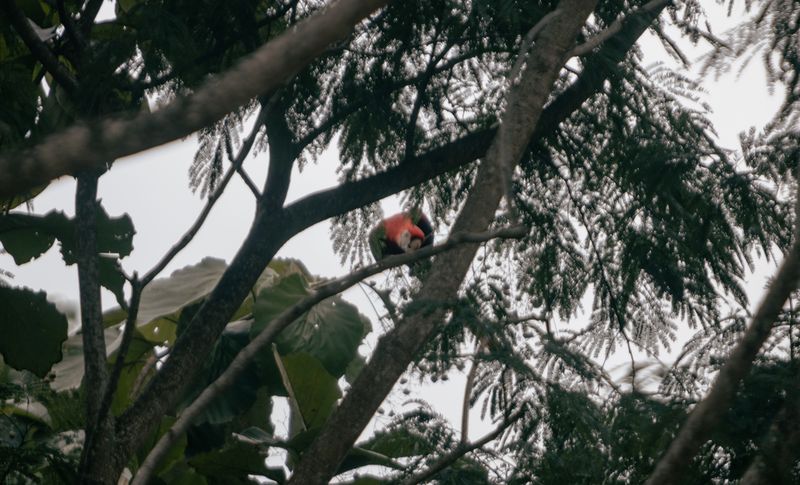 macaw in the Casamigos's trees , luxury home for sale Punta Islita Samara Costa Rica