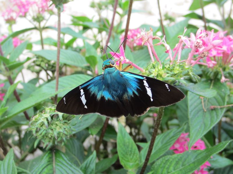Beautiful butterfly at Lotes Pura Natura land for sale at Naranjal, Samara, Guanacaste, Costa Rica