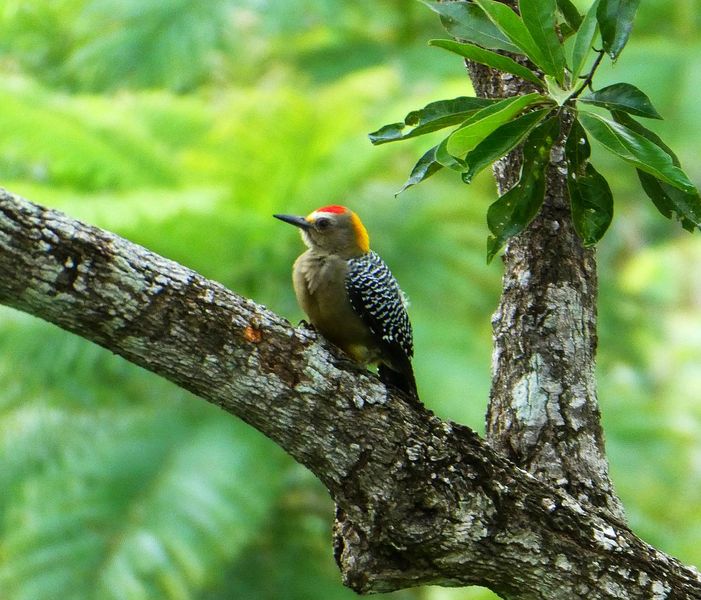 Bird that we can see at Lotes Pura Natura land for sale at Naranjal, Samara, Guanacaste, Costa Rica