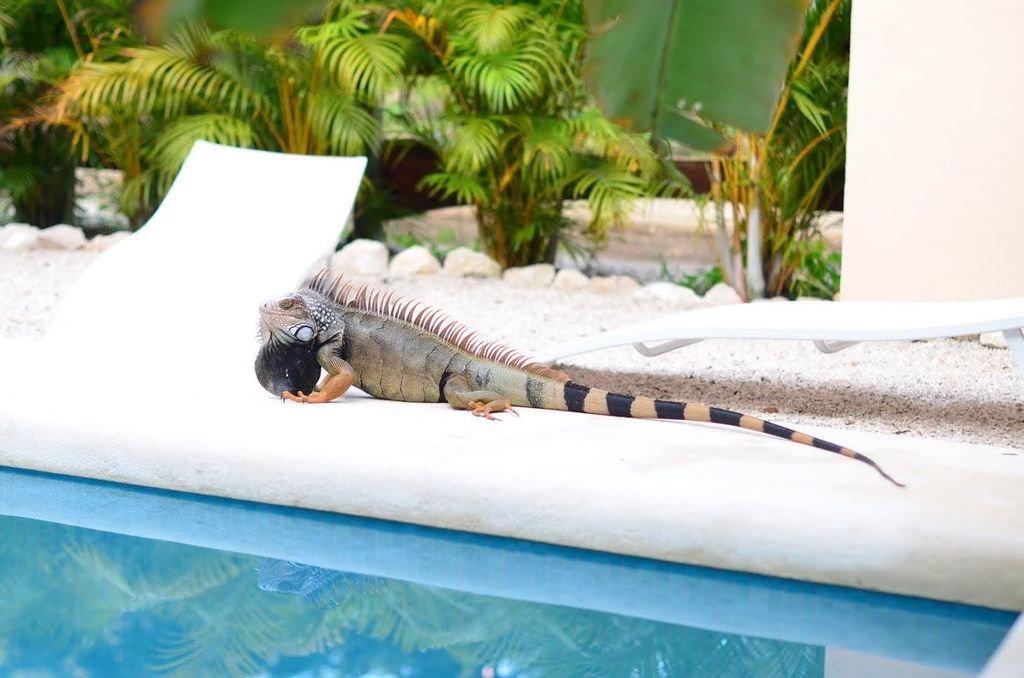 Iguana by the pool at Casa La Isla, rental income property for sale at Samara Beach, Costa Rica