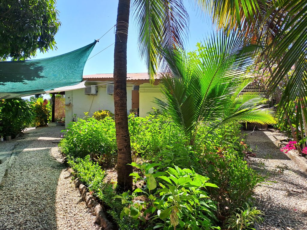 beautiful coco trees in garden of Casa Bella Montaña home for sale Samara Beach Guanacaste Costa Rica