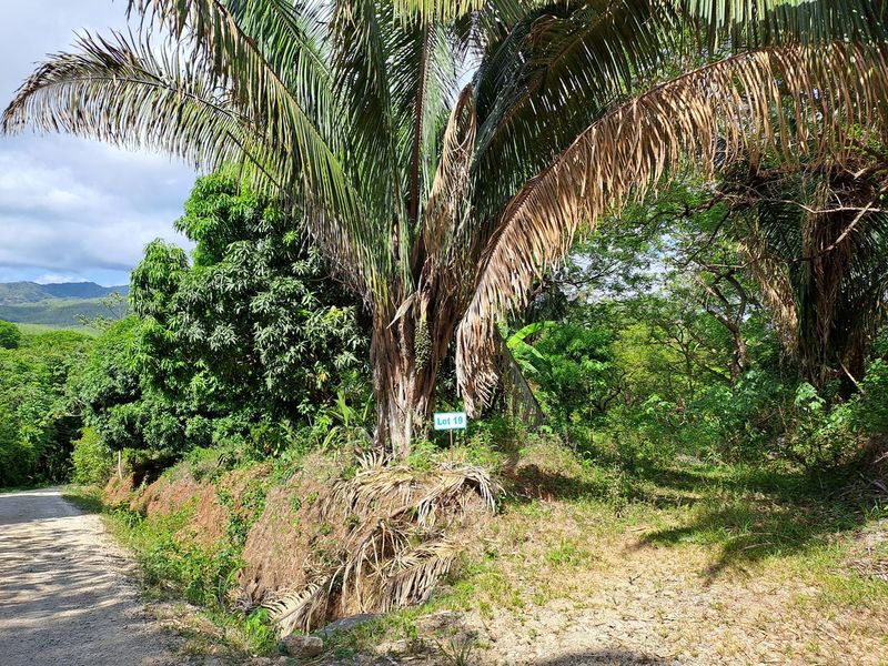 Palms on Lot 19 Samara Woods, land for sale at Samara Beach, Guanacaste, Costa Rica