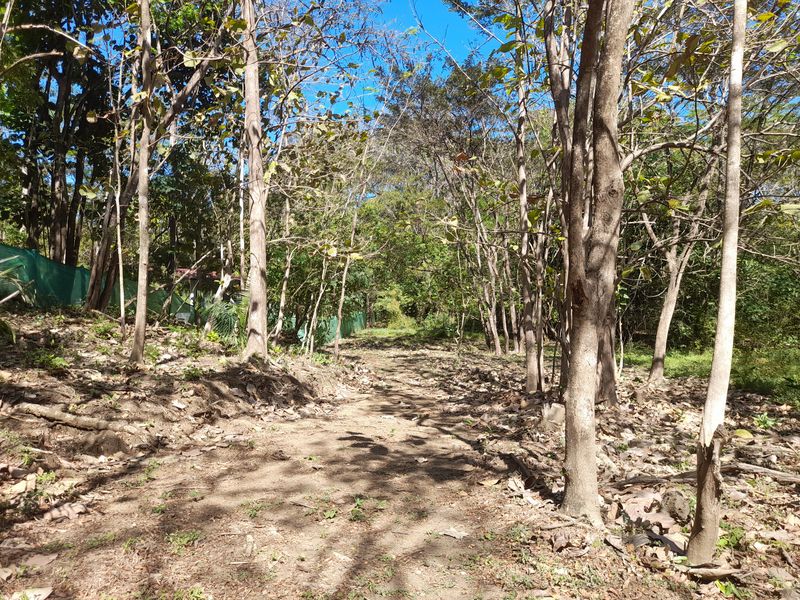 Other trail below teck trees of Lot Leo 1300, land for sale at Samara Beach, Guanacaste, Costa Rica