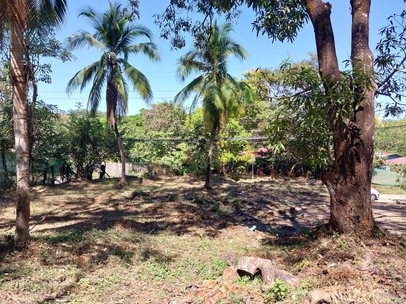 Mango tree on Lot Flo land for sale at Samara, Guanacaste, Costa Rica