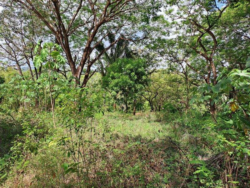 Guanacaste and mango trees on Lot 19 Samara Woods, land for sale at Samara Beach, Guanacaste, Costa Rica