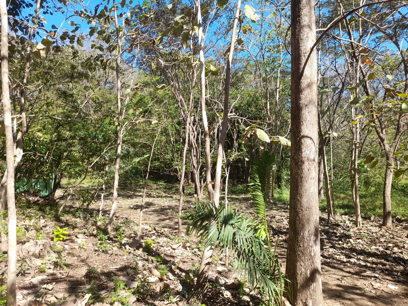 Teck trees on Lot Leo 1300, land for sale at Samara Beach, Guanacaste, Costa Rica