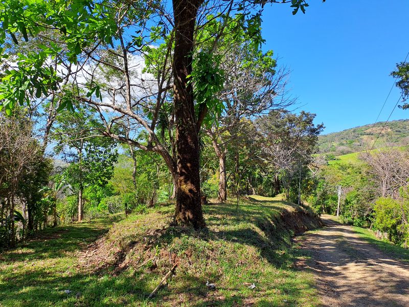 Big Espavel tree at Lotes Pura Natura, land for sale at Naranjal, Samara, Guanacaste, Costa Rica