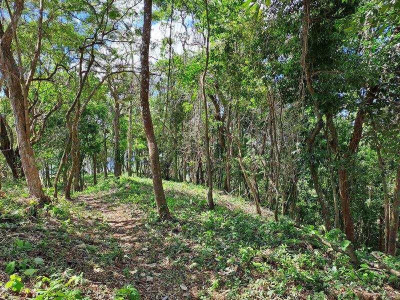 Nature trail on Lote Mirador #2, land for sale at Naranjal, Samara Beach, Guanacaste, Costa Rica
