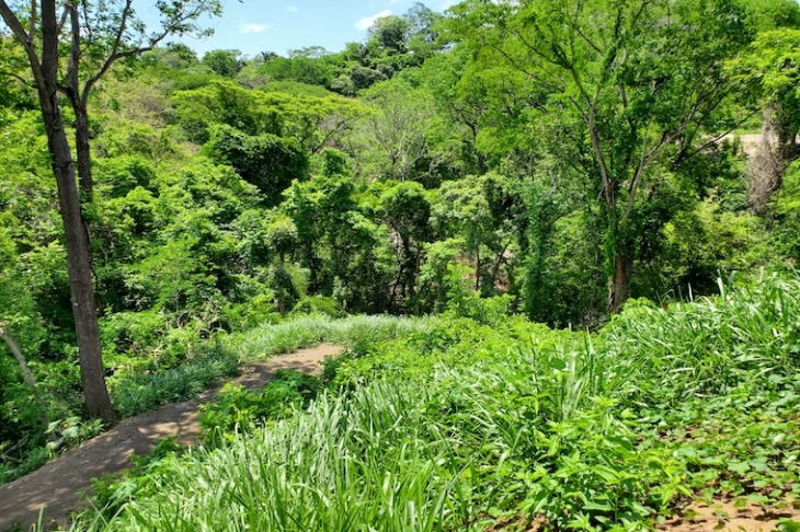 Jungle view from Lote Conacaste for sale at Samara Costa Rica