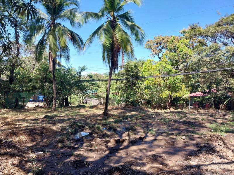 Coco trees on Lot Flo, land for sale atSamara, Guanacaste, Costa Rica