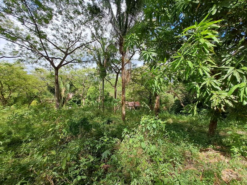 Jungle view with mango tree on Lot 19 Samara Woods, land for sale at Samara Beach, Guanacaste, Costa Rica