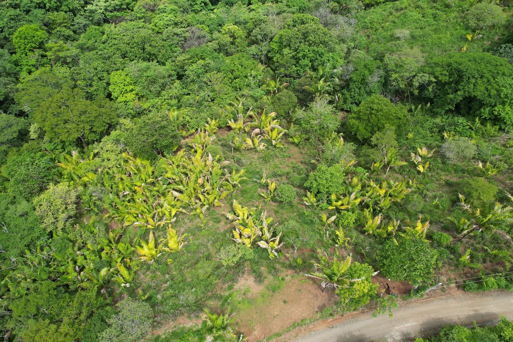 Numerous palms trees on lots Paraiso, land for sale at Boca del Toro, Carrillo Beach, Guanacaste, Costa Rica
