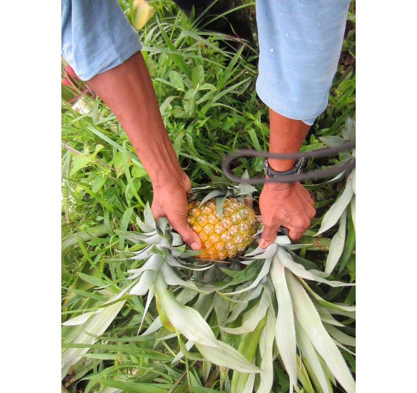 Pinapple harvest from Lotes Pura Natura, land for sale at Naranjal, Samara, Guanacaste, Costa Rica