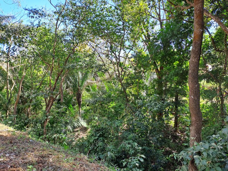 Great vegetation on Lot 27 in Samara Woods, land for sale at Samara Beach, Guanacaste, Costa Rica