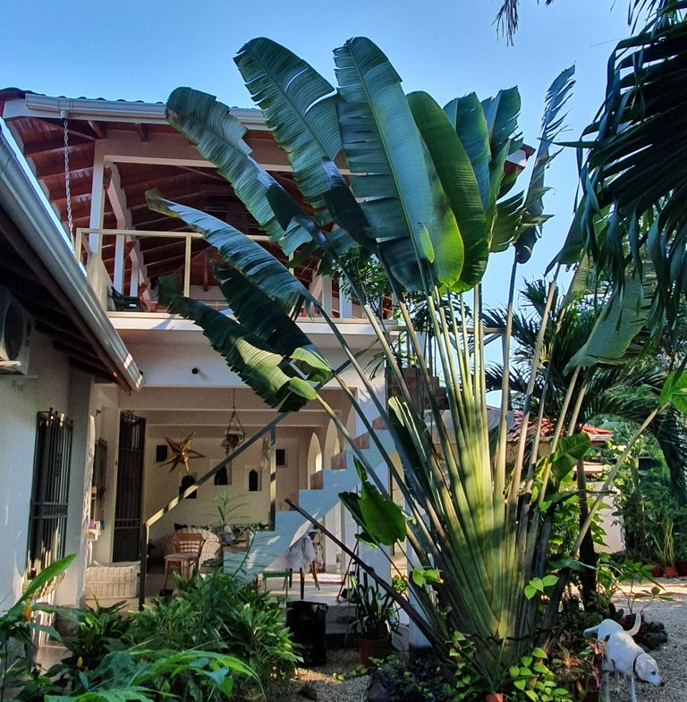 Palm tree in garden of Villa Medina, house for sale at Samara Beach, Guanacaste, Costa Rica
