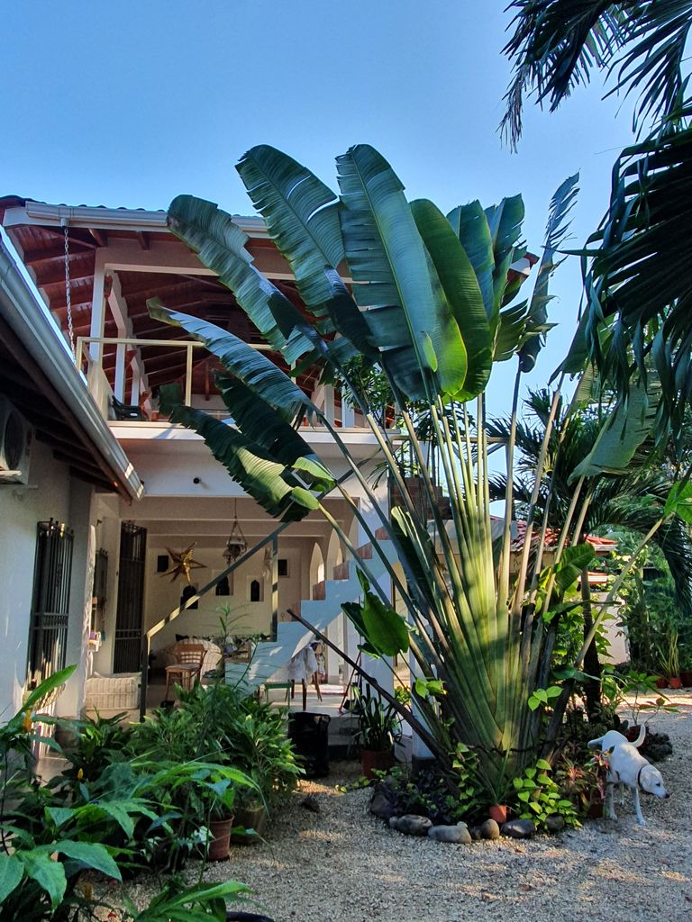 Palm tree in garden of Villa Medina, house for sale at Samara Beach, Guanacaste, Costa Rica