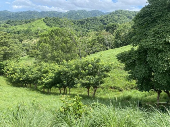 beautiful trees and green mountains at Finca rio el carmen land for sale samara costa rica