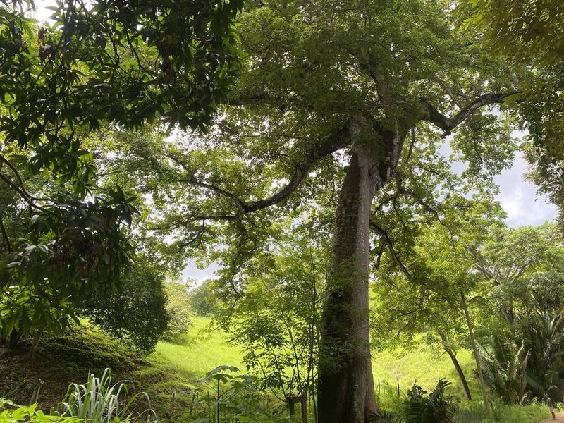 Bid ceiba tree at Finca rio el carmen land for sale samara costa rica