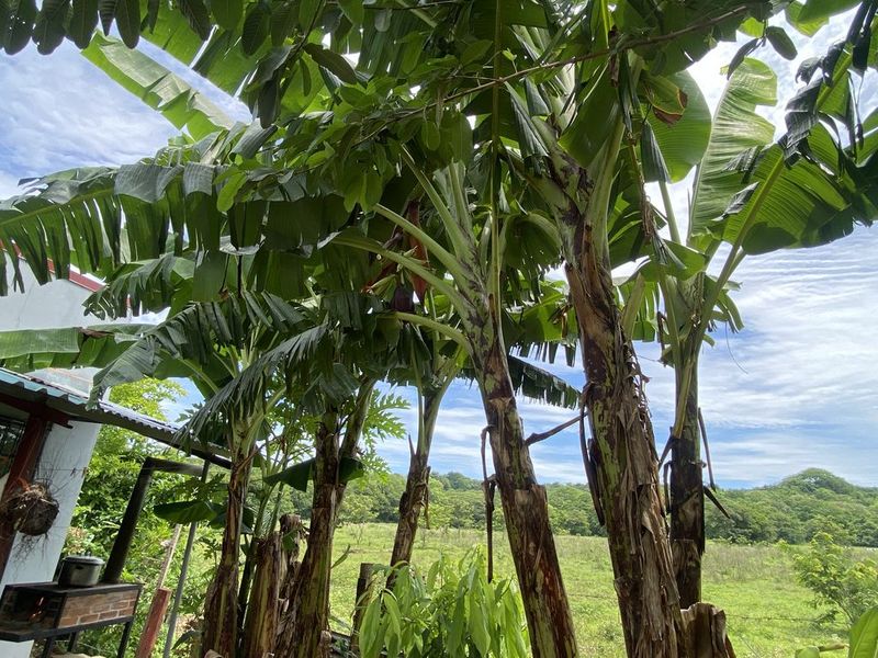 banano trees in Casa Munoz home for sale samara costa rica