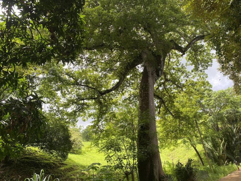 Amazing Tree at Finca rio el carmen land for sale samara costa rica