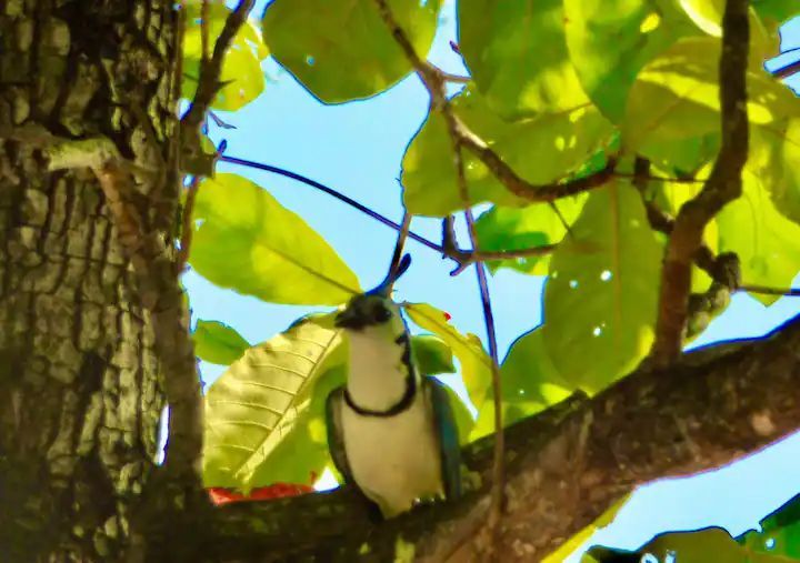 Blue bird on a tree at Samara Costa Rica