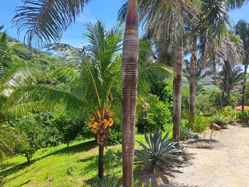 Beautiful palms and coco trees at Casa Vista Las Palmas home for sale samara guanacaste costa rica