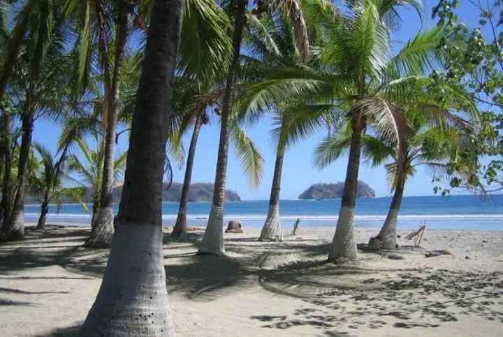 coco trees on Samara Beach Costa Rica