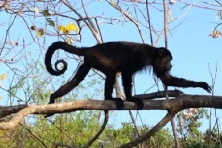 monkey on a tree in Samara Costa Rica