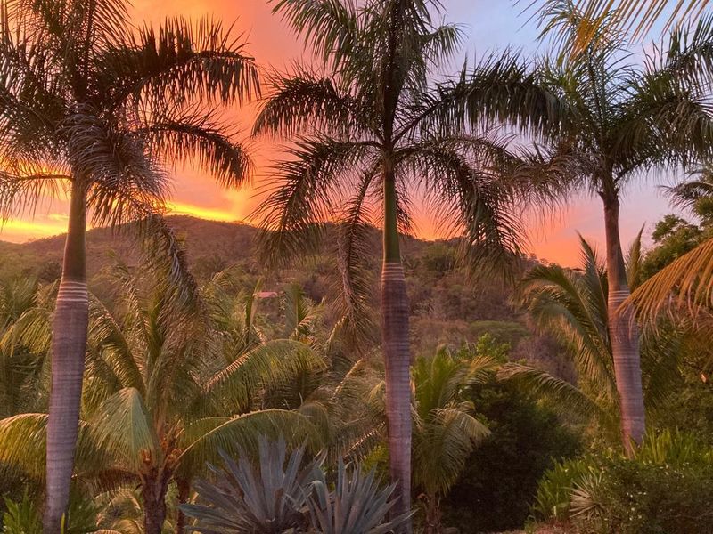 Palm trees at sunset at Casa Vista Las Palmas home for sale samara maquenco costa rica