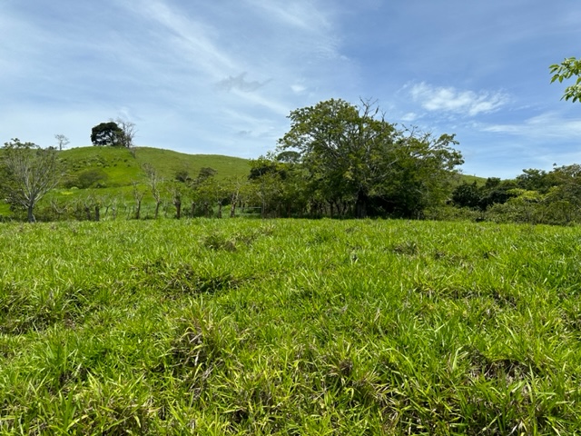Green fields of Finca Monte Romo for sale at Hojancha Playa Carillo Guanacaste Costa Rica